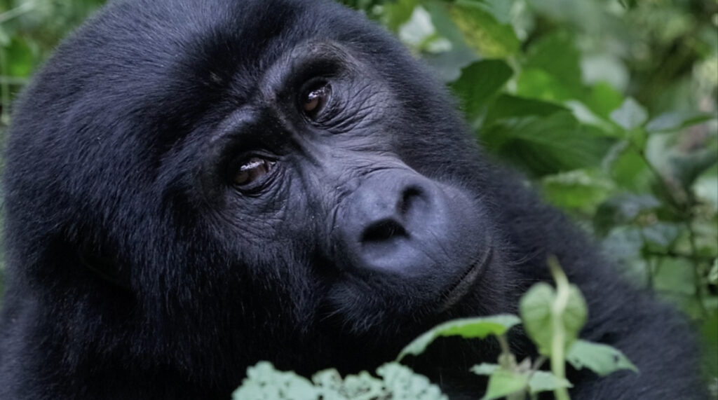 Tracking Gorillas in Africa – Saddleback Leather Co.